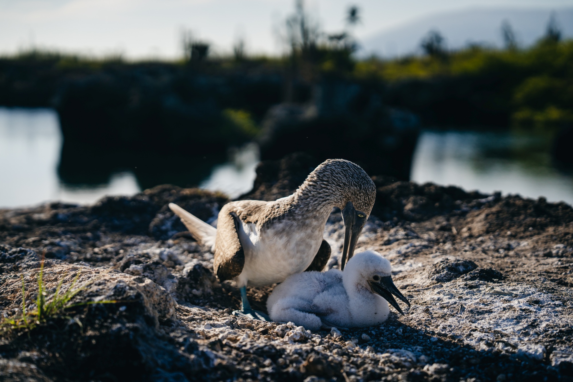 blue-footed-booby-Galápagos