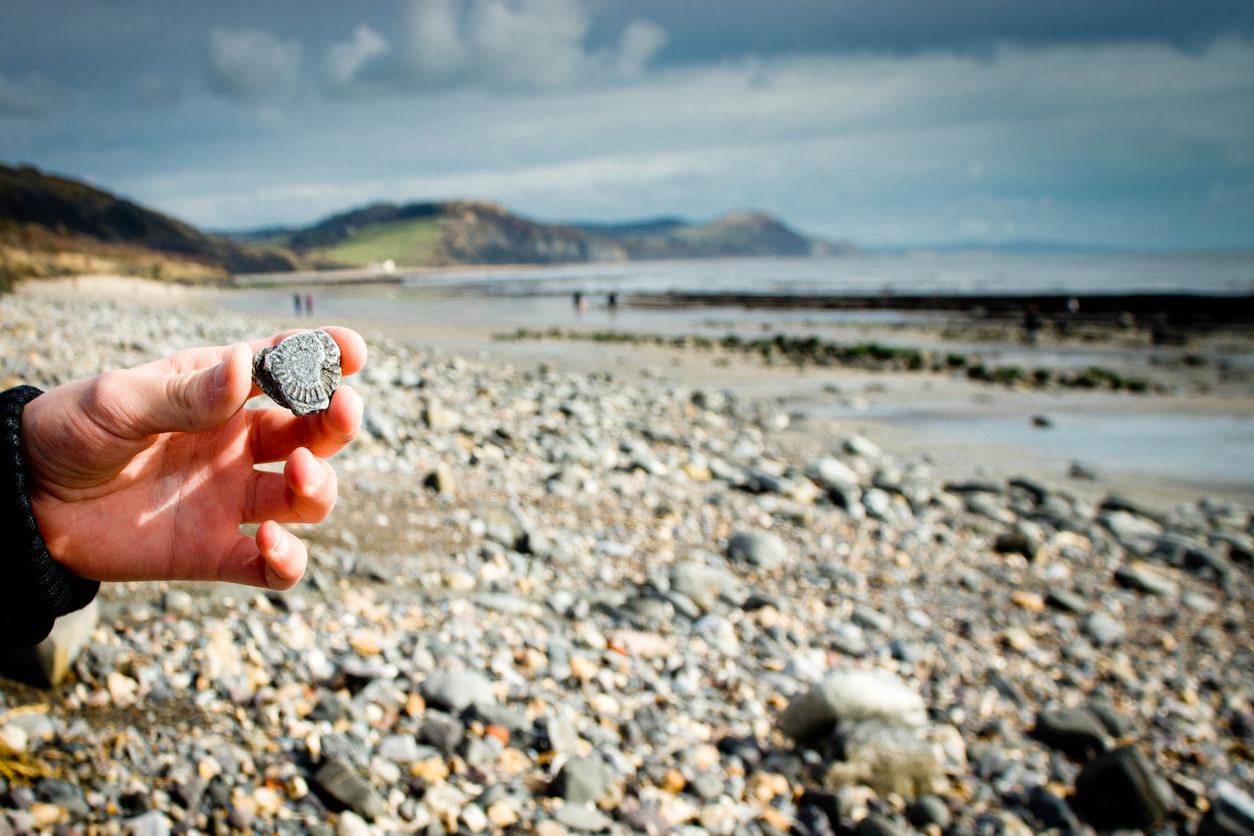 fossil-hunting-jurassic-coast