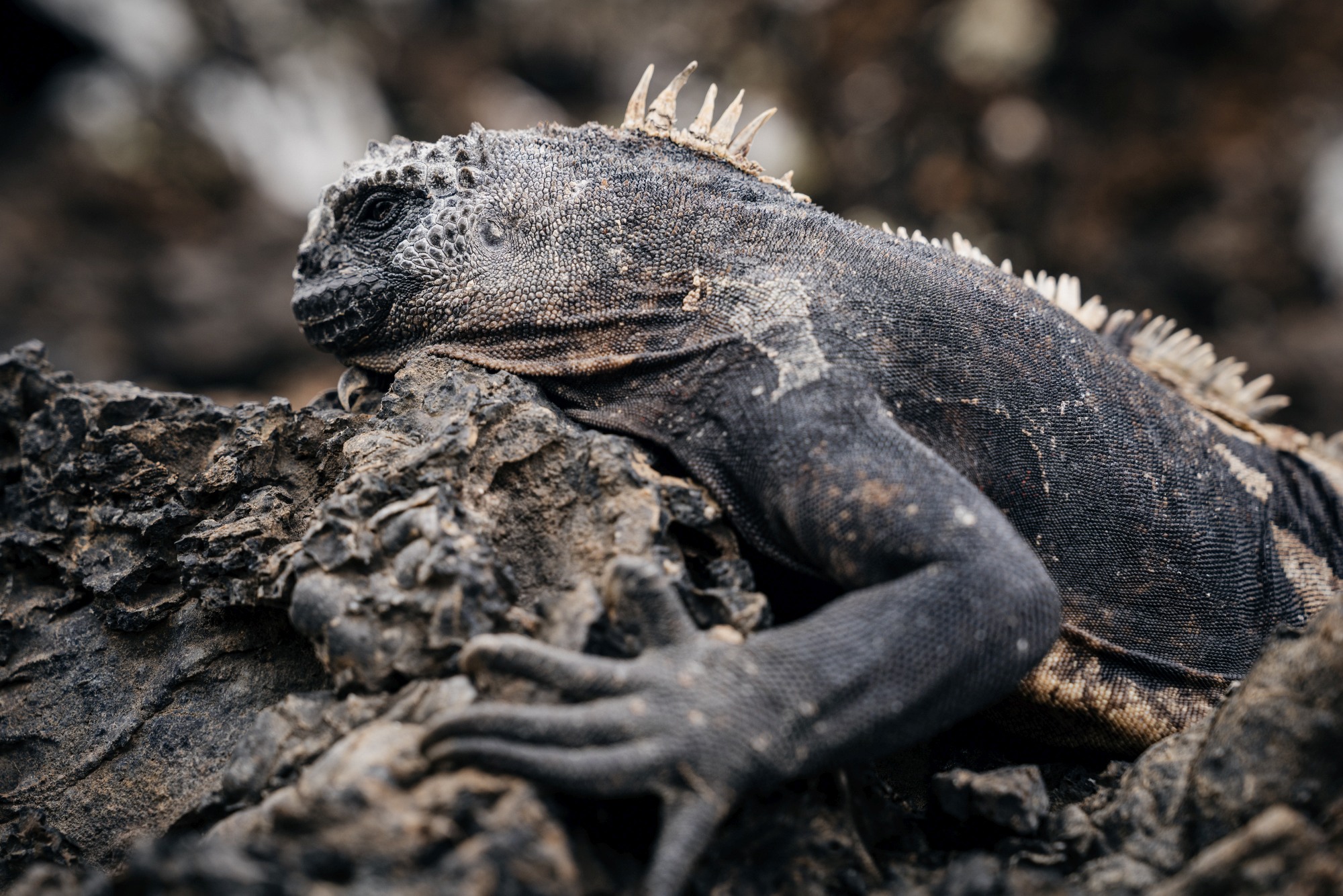 iguana-Galápagos