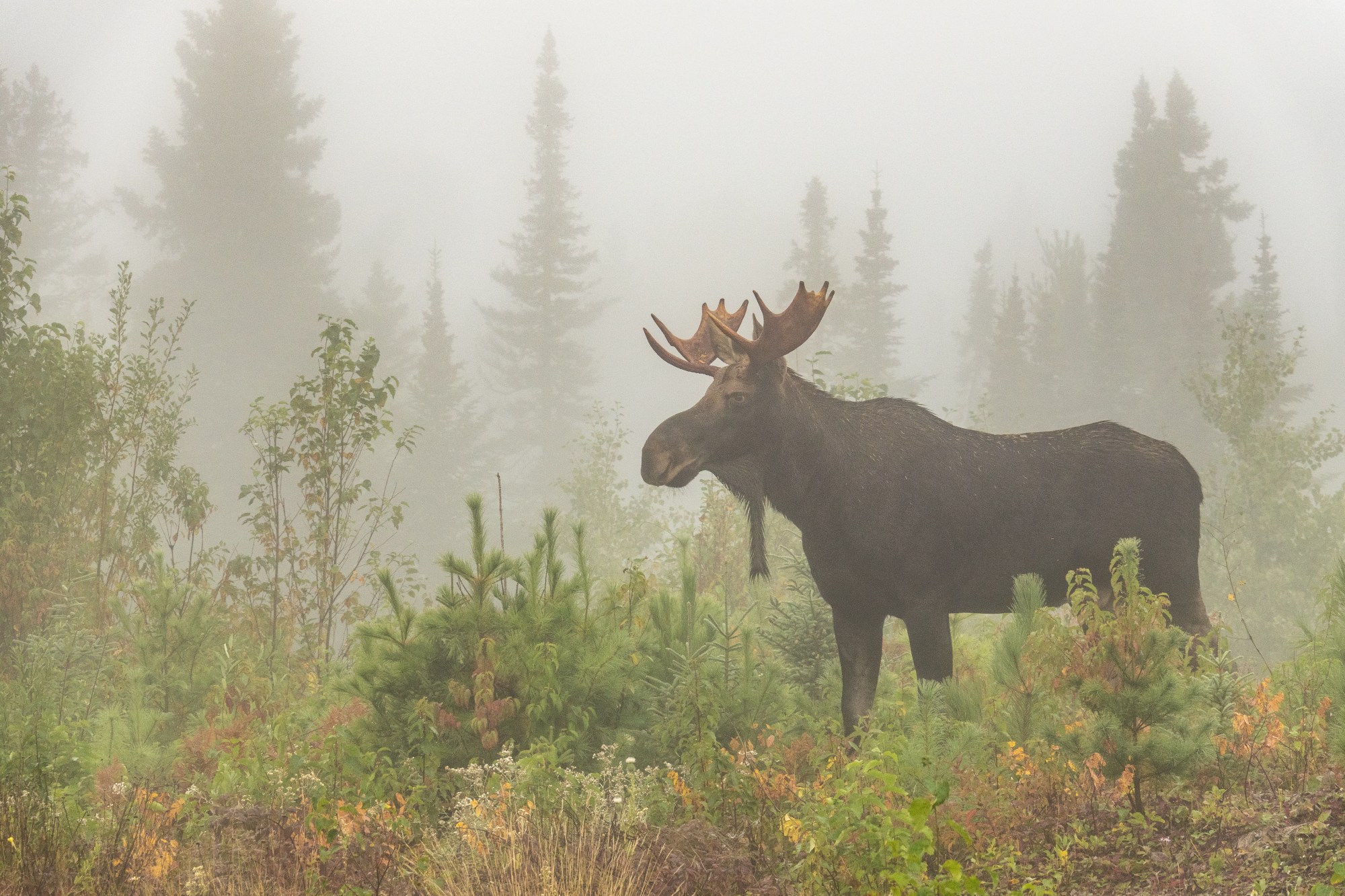 moose-minnesota-usa