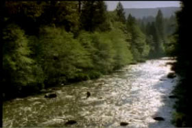 Man wading through a river in the middle of the forrest