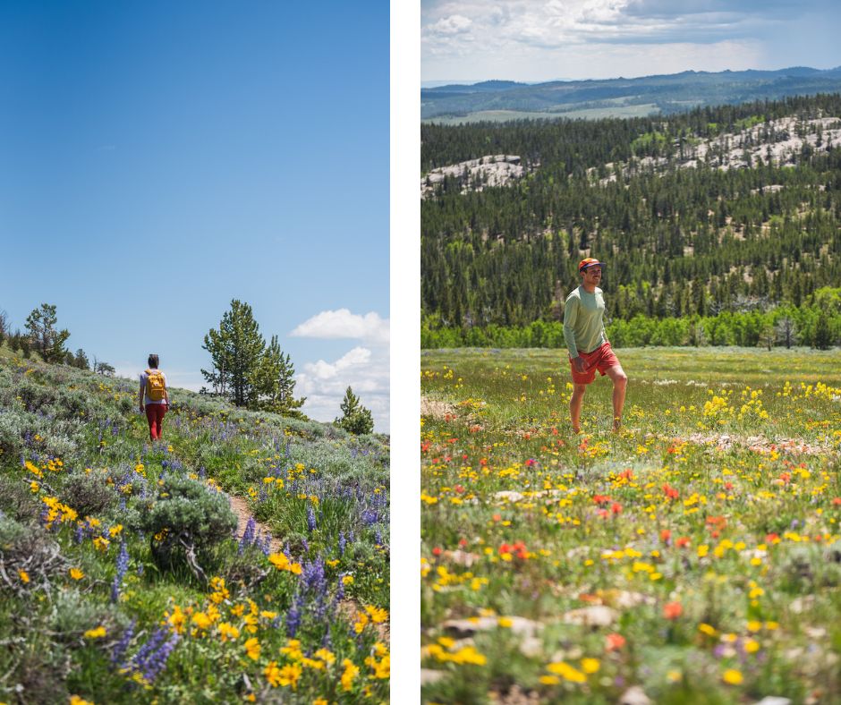 wildflowers-wyoming