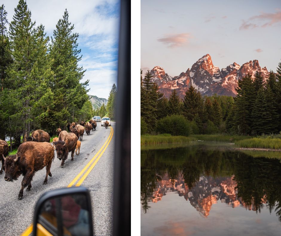 buffalo-grand-teton-yellowstone-wyoming