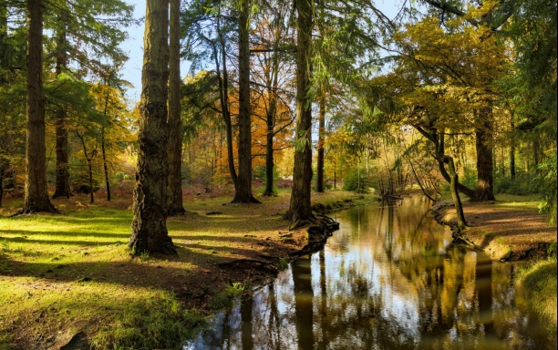 the new forest uk credit istock allou crop
